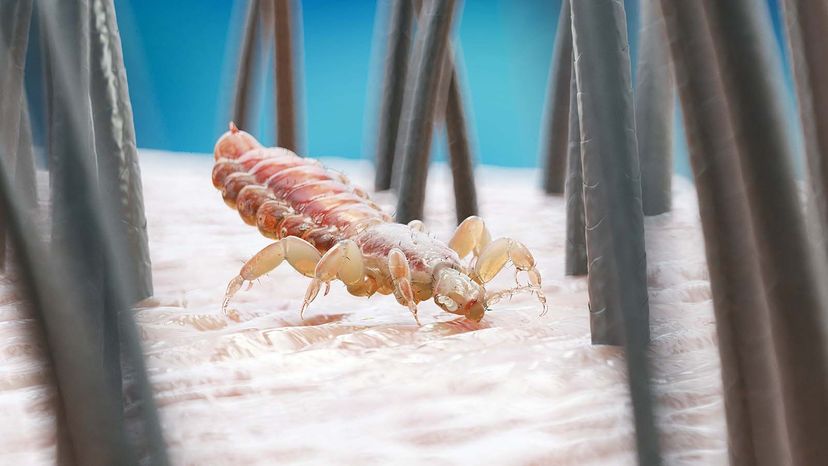 Sand fleas have ability to change color in order to match dramatically  different backgrounds