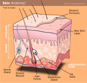 The Science Of Sun Tanning