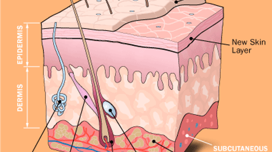 How Fat Cells Work