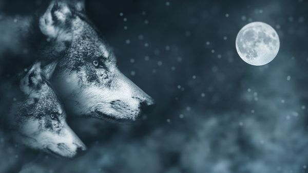 Wolves at night