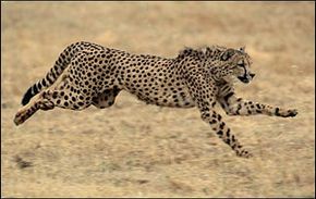 Running, the Cheetah