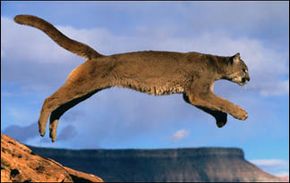Jumping, the Puma