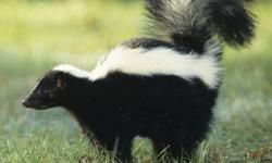 skunk