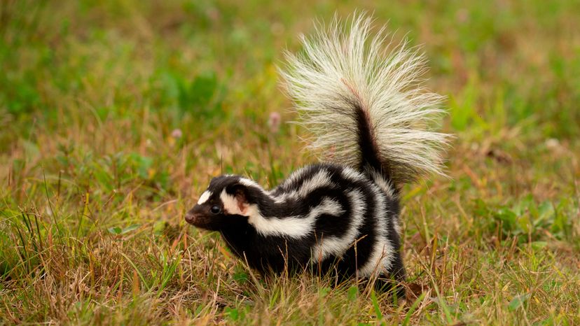 Eastern Spotted Skunk taken in central MN under controlled conditions captive,