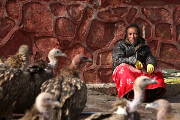 Animals living peacefully in rural farm cultures.