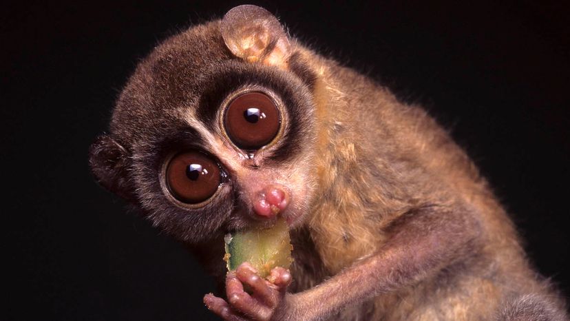 The Slow Loris Is a Cuddly-looking Primate With a Toxic Bite | HowStuffWorks