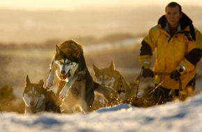 Dog running in snow-covered outdoors in cold winter.