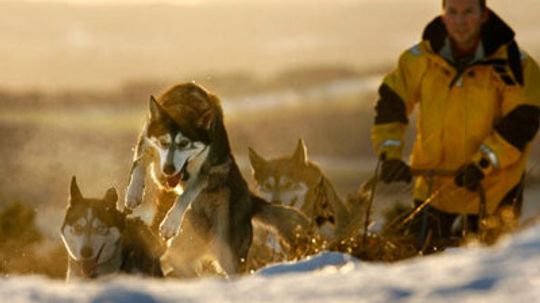 how much weight can sled dogs pull