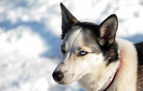 Fon, an Alaskan husky sled dog