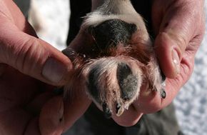 Iditarod musher Robert Sorlie examines the paw of one of his sled dogs.