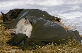 A sled dog sleeps in Talkotina, Alaska.