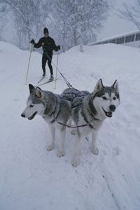 A man skijoring with two dogs