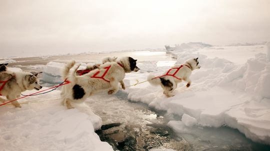 在阿拉斯加荒野中，雪橇犬是帮助还是阻碍？“border=