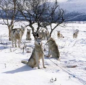 pack of sled dogs