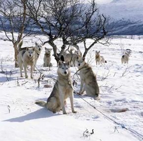 Are sled dogs a help or hindrance in the Alaskan wilderness?