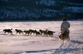 dogsledding