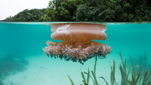 Cassiopea andromeda floating in water