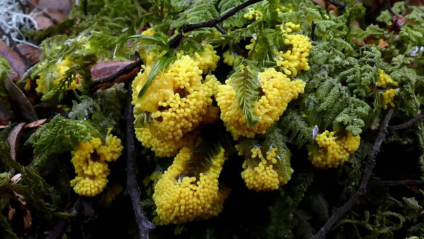 slime mold	