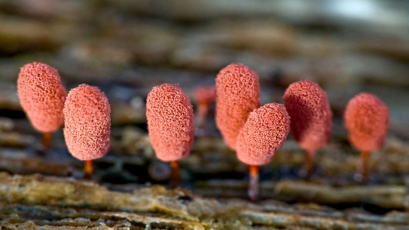 slime mold