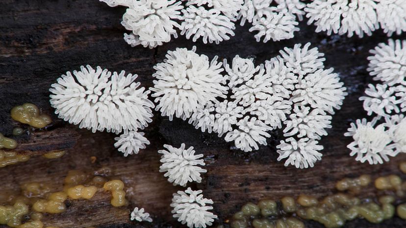 slime mold