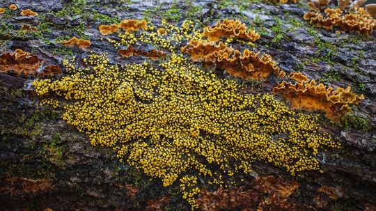 How Does a Slime Mold Make Decisions Without a Brain?