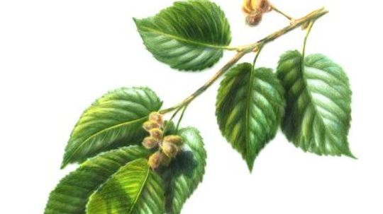 Slippery Elm: Herbal Remedies