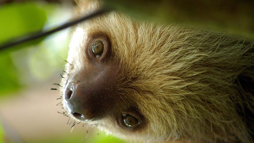 baby three-toed sloth
