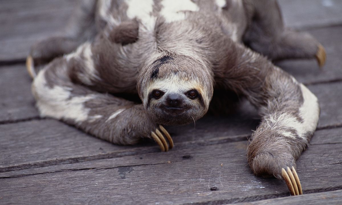 Why are sloths so slow? | HowStuffWorks