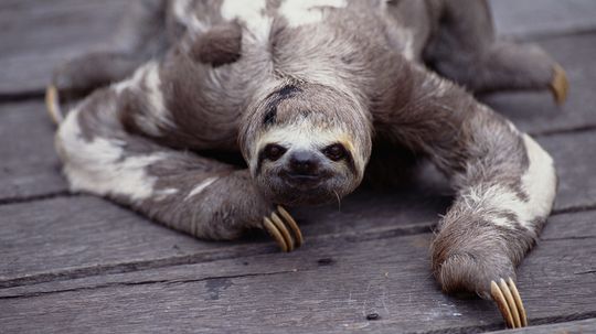 Why are sloths so slow?