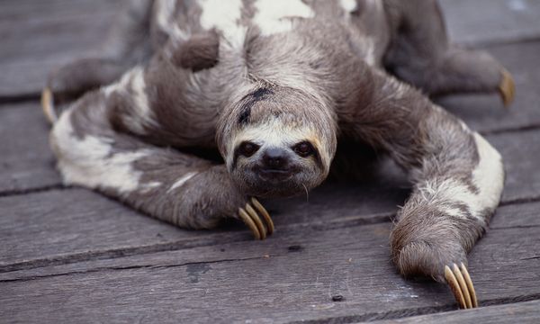 Sloths Slow