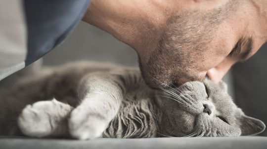 Slow Blinking at Your Cat Really Bonds You Both â€” Try It!