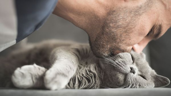 cat and owner kissing