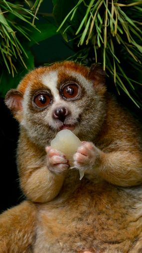 slow loris teeth