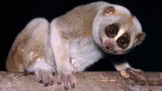The Slow Loris Is a Cuddly-looking Primate With a Toxic Bite