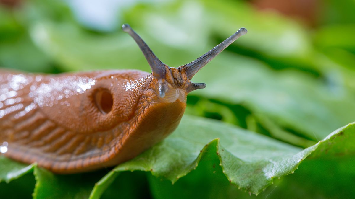 Slug slime inspires a new type of surgical glue