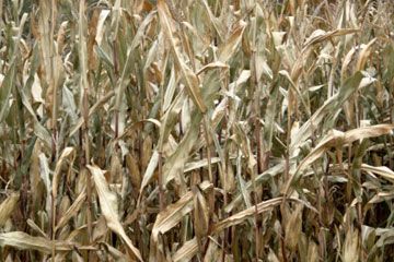 dry corn