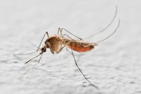 Warmer temperatures could mean longer, more frequent waves of mosquito infestations.