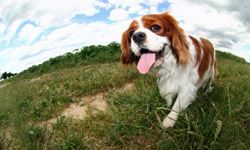 The Cavalier King Charles Spaniel made our list for being friendly enough to get along with the whole family (and energetic enough to wear the kids out before bedtime).