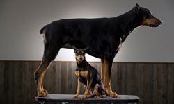 The resemblance is striking, but the miniature pinscher isn't directly related to the Doberman.