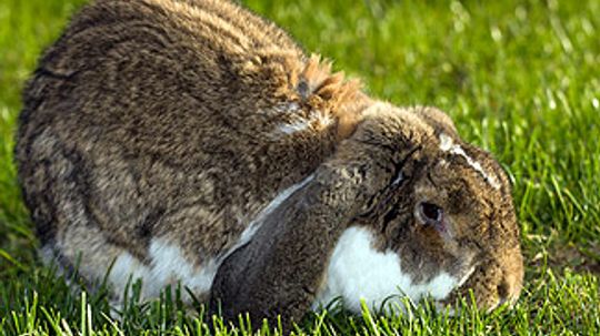How to Tell If Your Rabbit Is Pregnant