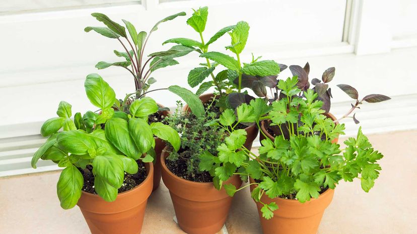 herbs in window