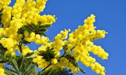 The acacia tree has nearly year-round yellow blooms. See more pictures of trees.