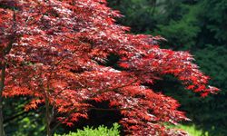 Ready for some color in the fall and spring? Try the Japanese Red Maple.