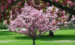 Watch for falling fruit with the brightly-colored crabapple tree.