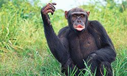 Female chimpanzee (Pan troglodytes) calling