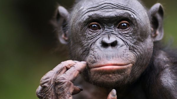 male Bonobo chimp