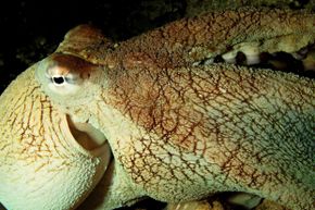 That reef octopus does look rather wise, don't you think?