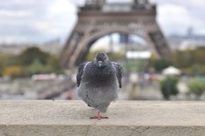 After that Parisian pigeon takes a quick rest, it's probably off to the Louvre for the afternoon.