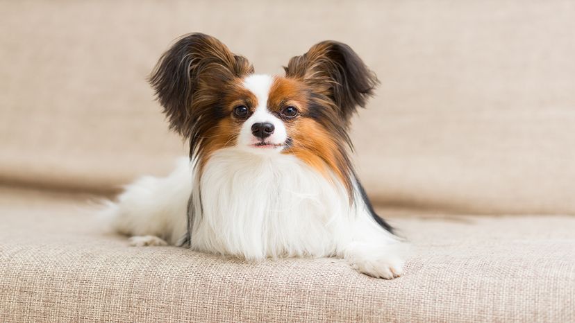 The 10 Smartest Dog Breeds & What Makes Them Clever – Dogster