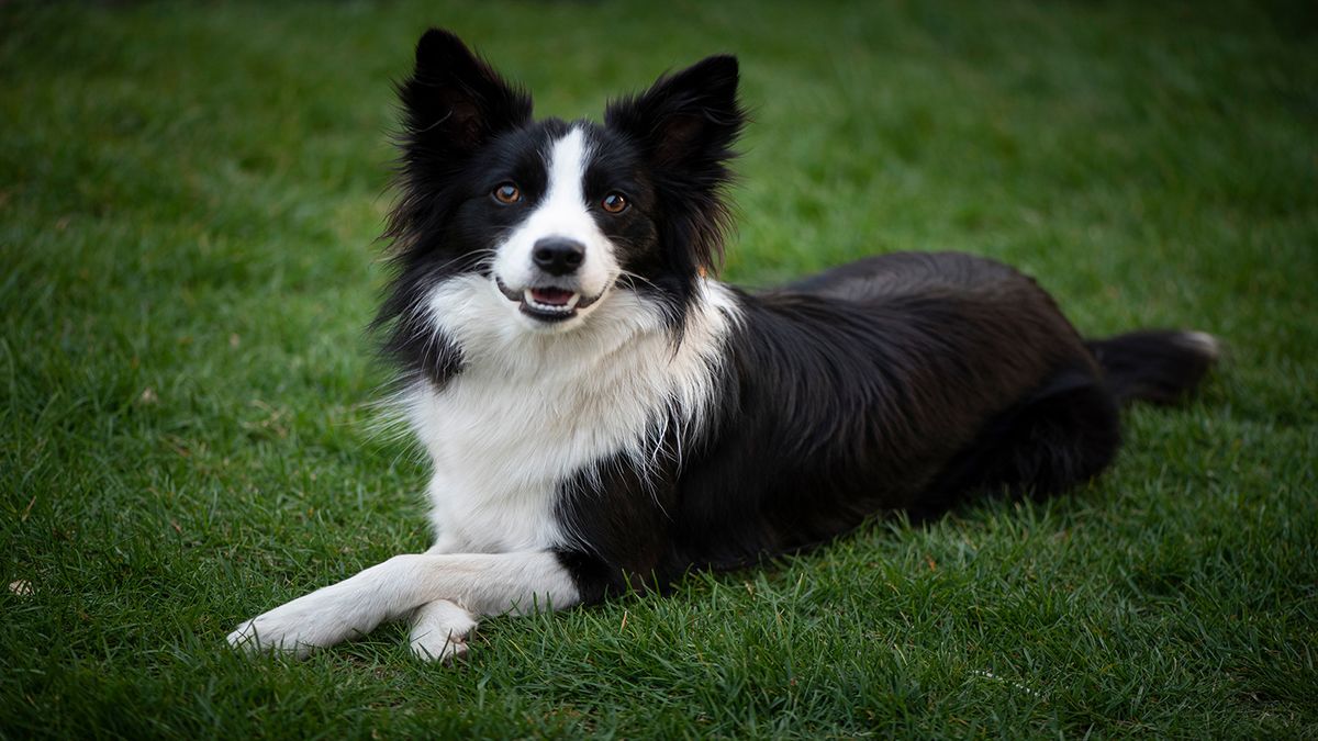 Border collies: High-energy, smart dogs that need lots of exercise